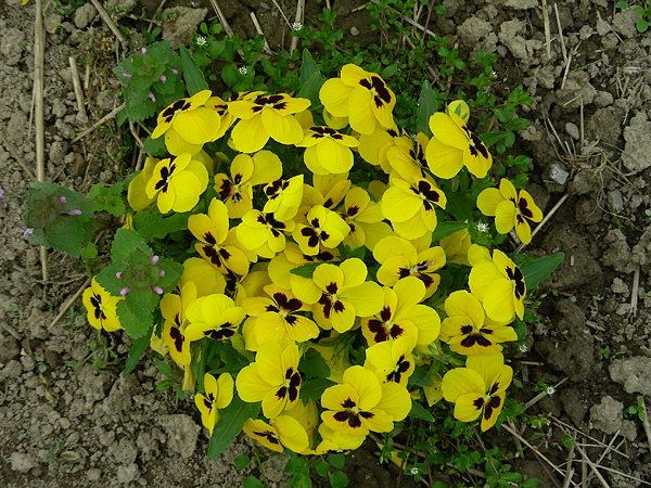 pansy in flower